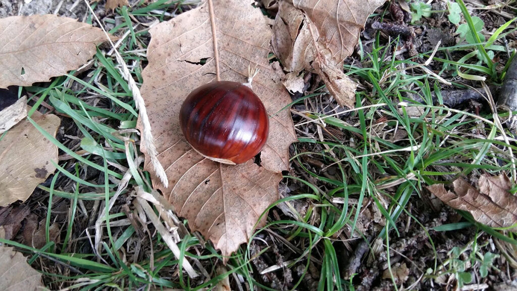 La Mosciarella è un nuovo Presidio Slow Food!