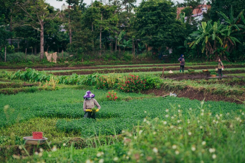 FAO e SEED lanciano “SDG Agrifood Accelerator Program” per gli innovatori