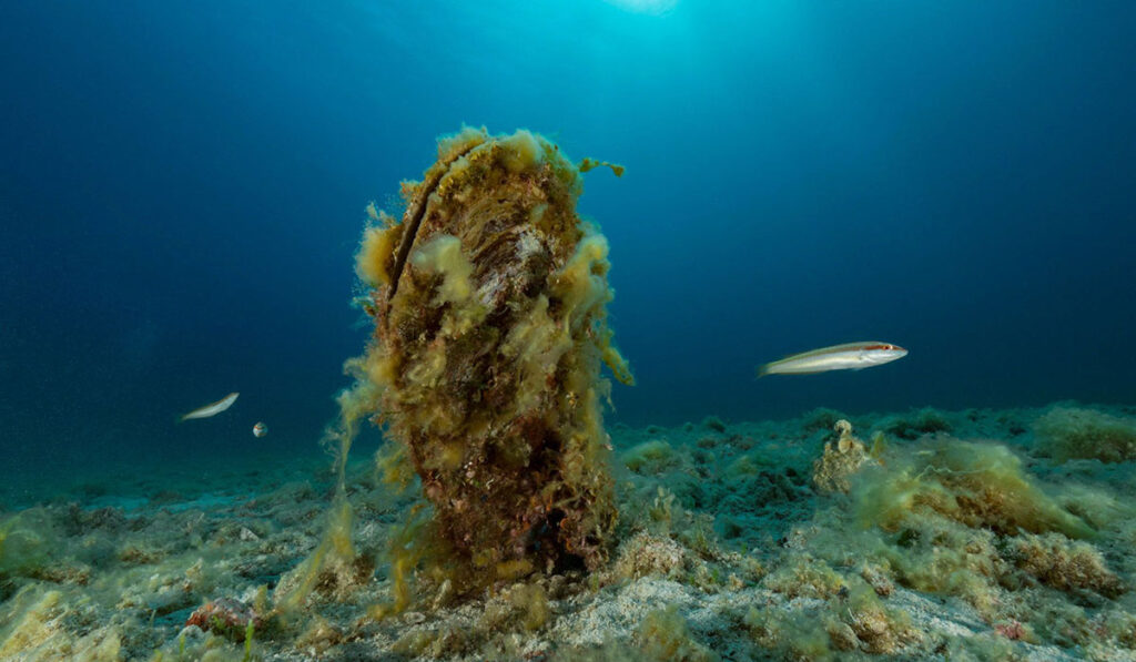 Biodiversità italiana: ricca ma troppo fragile