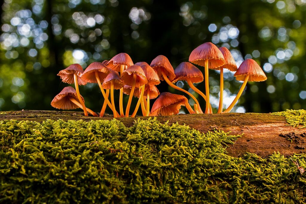 Il Miracolo dei Funghi che degradano la plastica: Una Nuova Speranza per la Sostenibilità Ambientale